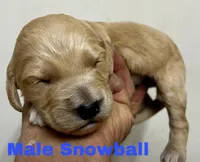 Snowball, a male Goldendoodle for sale in Albuquerque, NM – Photo 3 of 3
