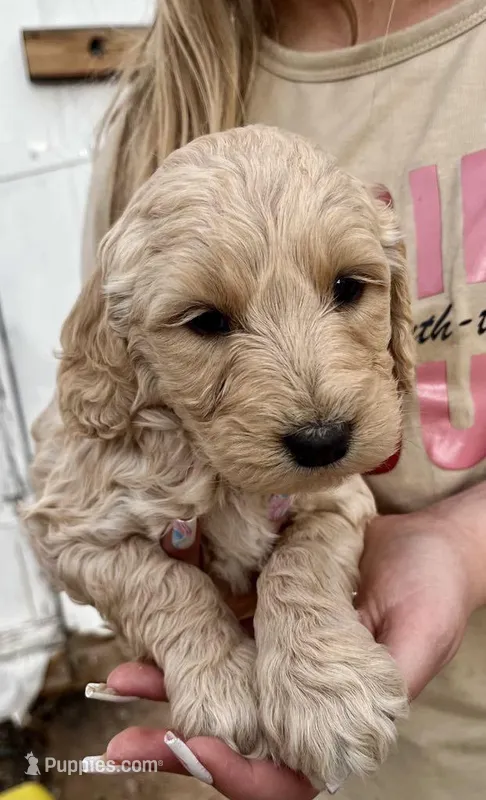 Snowball, a male Goldendoodle for sale in Albuquerque, NM – Photo 1 of 3
