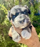 Boy (blue eyes), a male Miniature Schnauzer for sale in Albuquerque, NM – 3 of 3