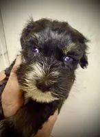 Blue eyed Male (AKC Registered) #2, a male Miniature Schnauzer for sale in Albuquerque, NM – 4 of 5