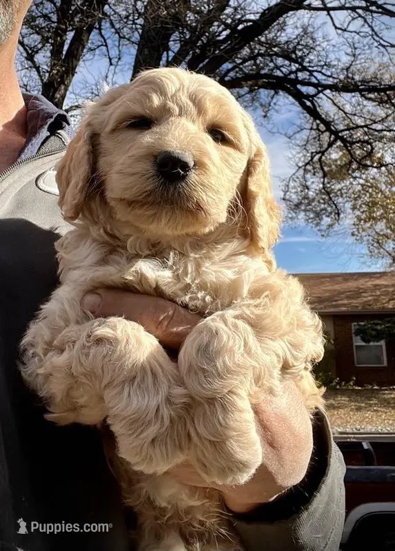 Buddy, a male Goldendoodle for sale in Albuquerque, NM – Photo 1 of 2