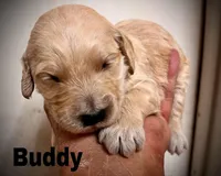 Buddy, a male Goldendoodle for sale in Albuquerque, NM – Photo 2 of 2