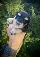 Phantom girl, a female Miniature Schnauzer for sale in Albuquerque, NM – 2 of 2