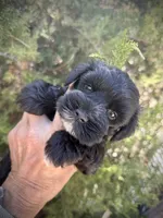 Jet (AKC Registered), a male Miniature Schnauzer for sale in Albuquerque, NM – 4 of 5