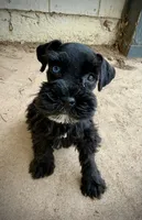 Blue Eyed Male (AKC Registered) #1, a male Miniature Schnauzer for sale in Albuquerque, NM – 1 of 3