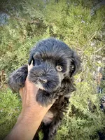 Jet (AKC Registered), a male Miniature Schnauzer for sale in Albuquerque, NM – 2 of 5