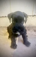 Jet (AKC Registered), a male Miniature Schnauzer for sale in Albuquerque, NM – 5 of 5