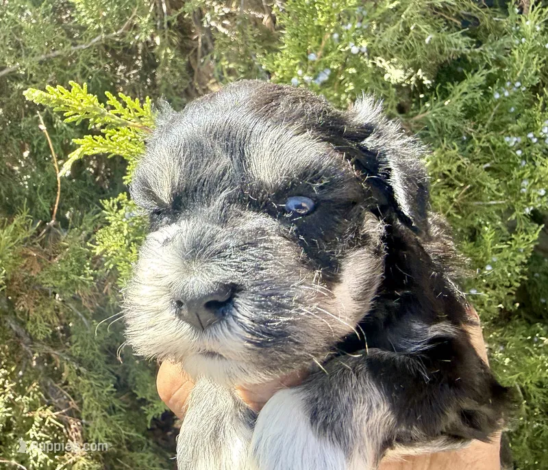 Boy (blue eyes) – Miniature Schnauzer puppy for sale in Albuquerque, NM