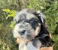 Boy (blue eyes), a male Miniature Schnauzer for sale in Albuquerque, NM – 1 of 3