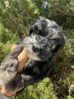 Blue eyed Male (AKC Registered) #2, a male Miniature Schnauzer for sale in Albuquerque, NM – 3 of 5