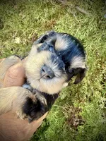 Phantom Girl, a female Miniature Schnauzer for sale in Albuquerque, NM – 3 of 3
