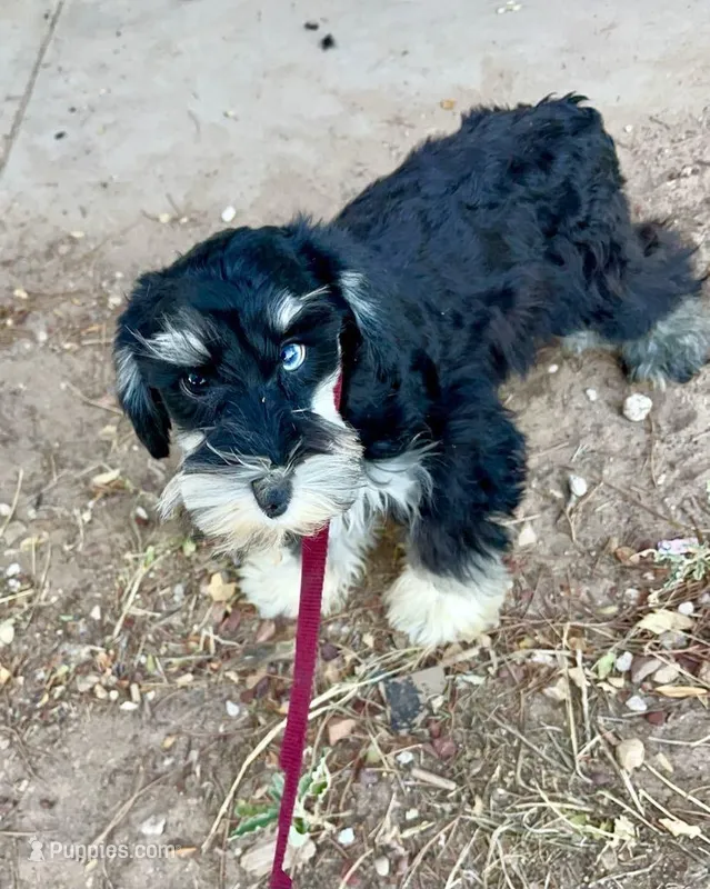 Blue eyes Male, a male Miniature Schnauzer for sale in Albuquerque, NM – Photo 1 of 4