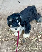 Blue eyes Male, a male Miniature Schnauzer for sale in Albuquerque, NM – Photo 1 of 4