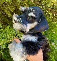 Blue eyes Male, a male Miniature Schnauzer for sale in Albuquerque, NM – Photo 2 of 4