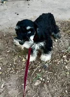 Blue eyes Male, a male Miniature Schnauzer for sale in Albuquerque, NM – Photo 4 of 4