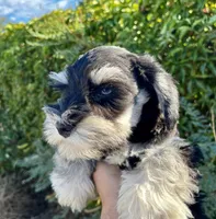 Blue eyes Male, a male Miniature Schnauzer for sale in Albuquerque, NM – Photo 3 of 4