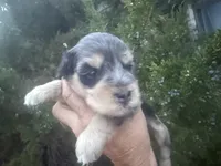 Merle Girl, a female Miniature Schnauzer for sale in Albuquerque, NM – 3 of 5