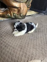 Annie, a female Shih Tzu for sale in Dyersville, IA – 3 of 3