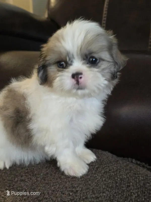Lilly  – Shih Tzu puppy for sale in Dyersville, IA