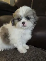 Lilly , a female Shih Tzu for sale in Dyersville, IA – 1 of 2