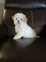 Sport, a female Shih Tzu for sale in Dyersville, IA – 2 of 2