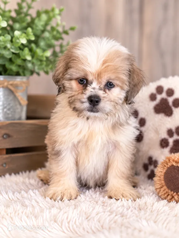 Patch – Shih Tzu puppy for sale in Dyersville, IA