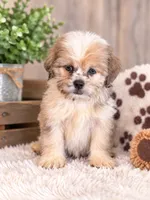 Patch, a male Shih Tzu for sale in Dyersville, IA – 1 of 1
