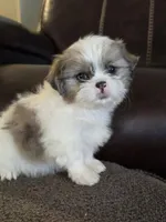 Lilly , a female Shih Tzu for sale in Dyersville, IA – 2 of 2