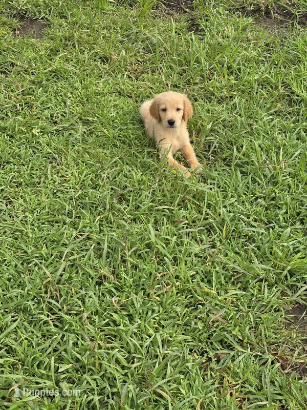 Chester, a male Golden Retriever for sale in Dubuque, IA – Photo 1 of 3