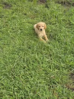 Chester, a male Golden Retriever for sale in Dubuque, IA – Photo 1 of 3