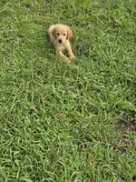 Chester, a male Golden Retriever for sale in Dubuque, IA – Photo 3 of 3