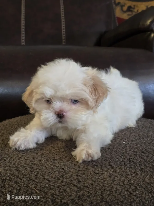 Callie – Shih Tzu puppy for sale in Dyersville, IA