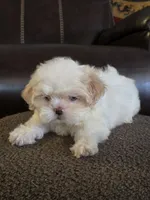Callie, a female Shih Tzu for sale in Dyersville, IA – 1 of 2