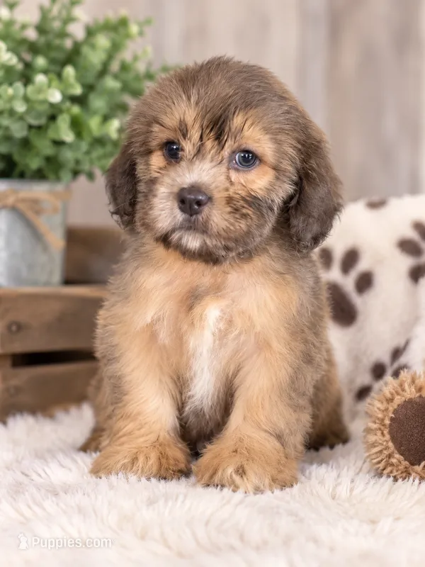 Brownie  – Shih Tzu puppy for sale in Dyersville, IA