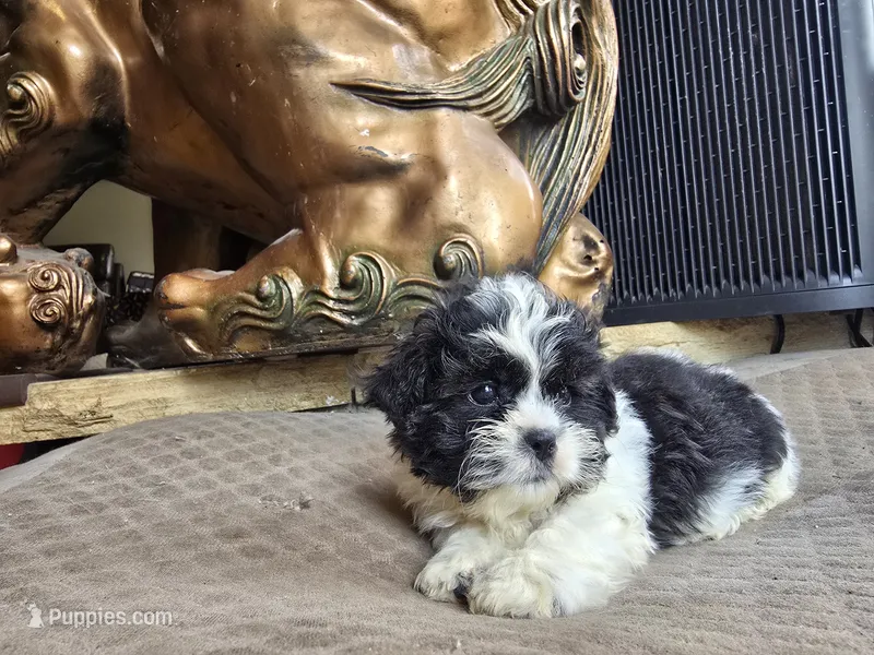 Annie – Shih Tzu puppy for sale in Dyersville, IA