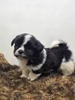 Bear, a male Shih Tzu for sale in Dubuque, IA – Photo 1 of 3