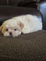 Molly, a female Shih Tzu for sale in Dyersville, IA – 1 of 2
