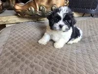 Annie, a female Shih Tzu for sale in Dyersville, IA – 2 of 3
