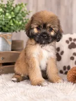 Missy, a female Shih Tzu for sale in Dyersville, IA – 1 of 1