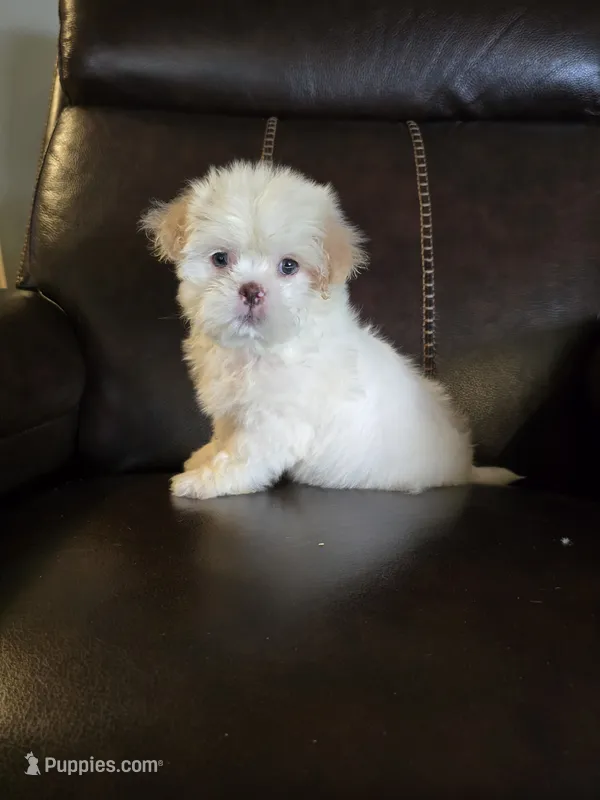 Sport – Shih Tzu puppy for sale in Dyersville, IA