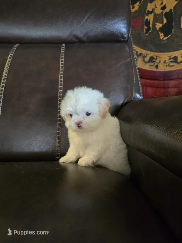 Missy – Shih Tzu puppy for sale in Dyersville, IA