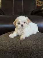 Callie, a female Shih Tzu for sale in Dyersville, IA – 2 of 2