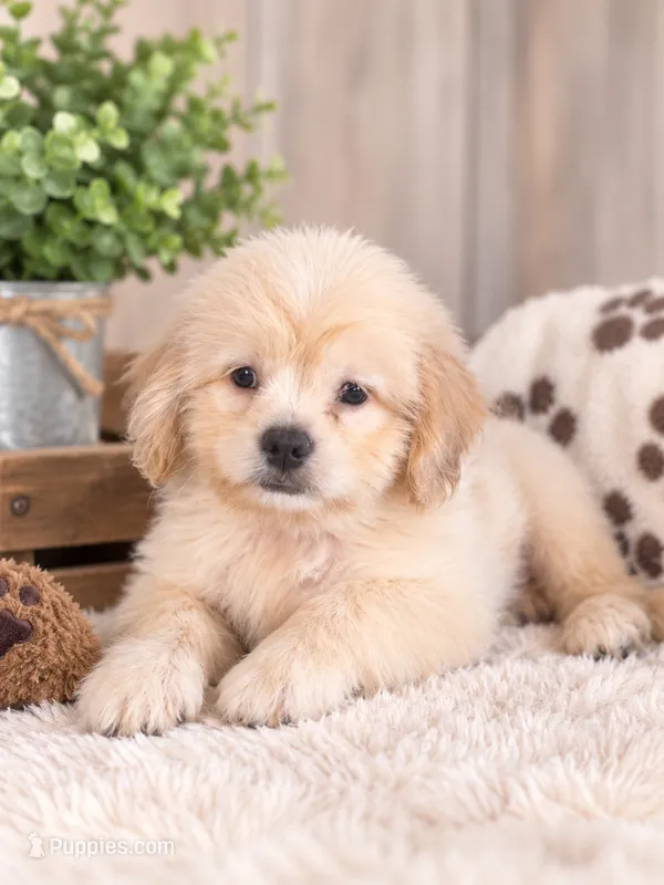 Sandy – Shih Tzu puppy for sale in Dyersville, IA