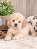 Sandy, a female Shih Tzu for sale in Dyersville, IA – 1 of 1