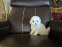 Missy, a female Shih Tzu for sale in Dyersville, IA – 2 of 2