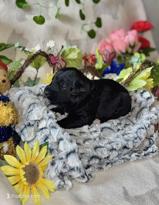 Cay – Labradoodle puppy for sale in Piedmont, AL
