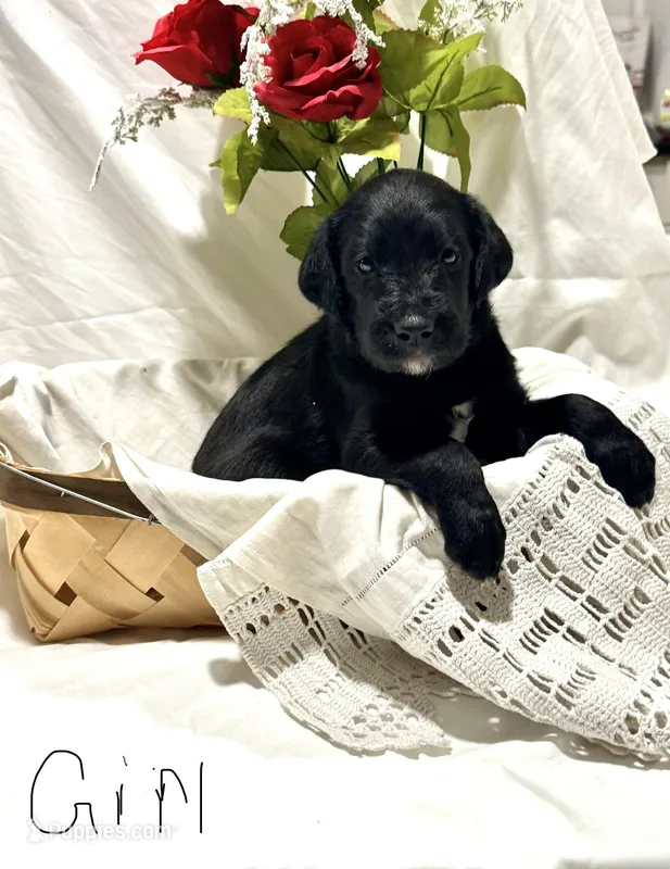Cay – Labradoodle puppy for sale in Piedmont, AL