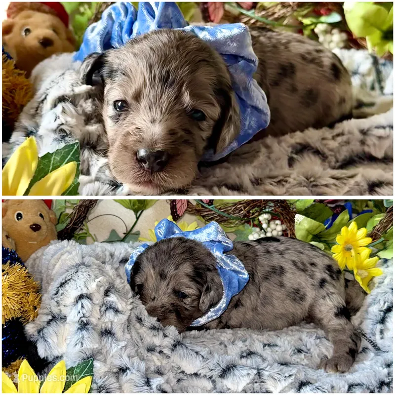 Merle – Labradoodle puppy for sale in Piedmont, AL