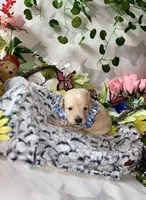 Eli, a male Labradoodle for sale in Piedmont, AL – Photo 2 of 3