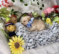 Eli, a male Labradoodle for sale in Piedmont, AL – Photo 3 of 3